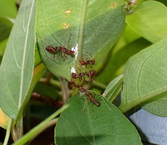 Oecophylla smaragdina