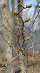 Spiraea chamaedryfolia