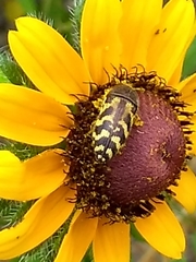 Acmaeodera mixta