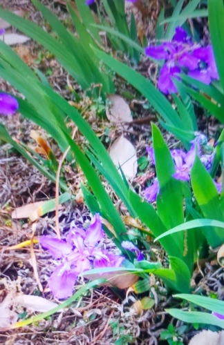 Image of Iris tectorum by (c) Mitul and Vijul Singh, some rights reserved (CC BY)