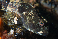 Myoxocephalus scorpius