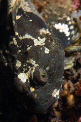 Myoxocephalus scorpius