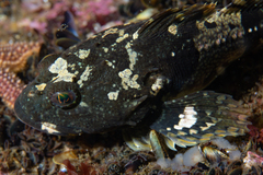 Myoxocephalus scorpius