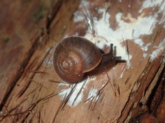 Austrochloritis laurieton