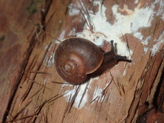 Austrochloritis laurieton