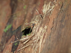 Austrochloritis laurieton