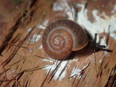 Austrochloritis laurieton