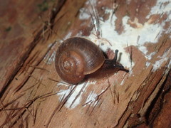 Austrochloritis laurieton