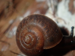 Austrochloritis laurieton