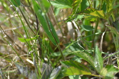 Dichanthelium implicatum