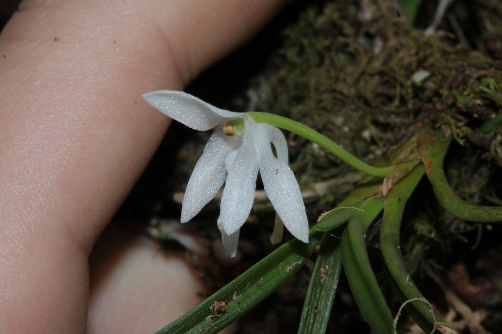 Jumellea cyrtoceras