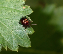 Coleoptera