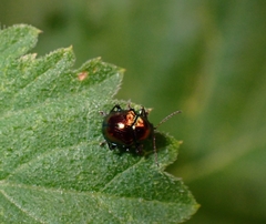 Coleoptera