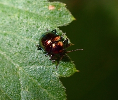 Coleoptera