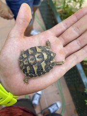 Testudo hermanni hermanni