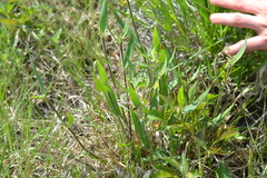 Dichanthelium implicatum