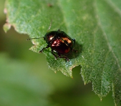 Coleoptera