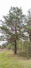 Pinus sylvestris