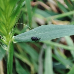 Magdalis ruficornis
