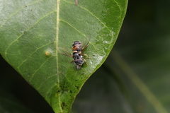 Paragus crenulatus