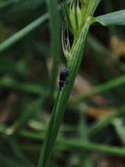 Magdalis ruficornis