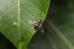 Paragus crenulatus