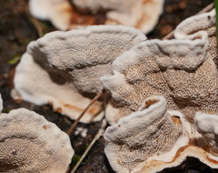 Datronia brunneoleuca