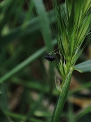 Magdalis ruficornis