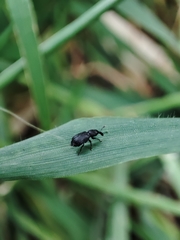 Magdalis ruficornis