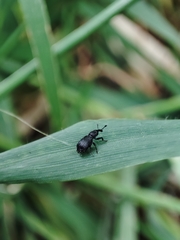Magdalis ruficornis