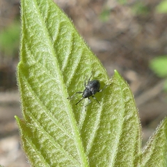 Archarius salicivorus