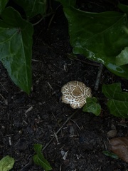 Agrocybe praecox