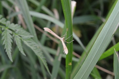 Stenoptilia