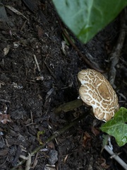 Agrocybe praecox