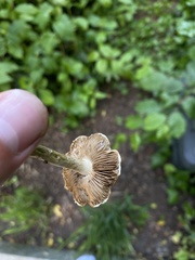 Agrocybe praecox