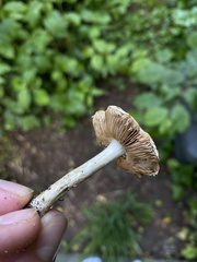 Agrocybe praecox