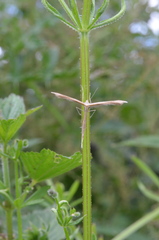 Stenoptilia