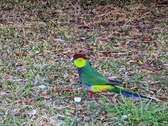 Purpureicephalus spurius