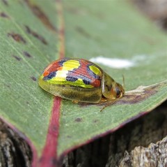 Paropsisterna gloriosa