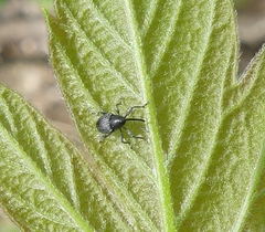 Archarius salicivorus