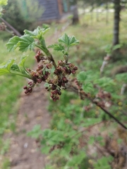 Ribes atropurpureum