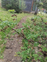 Ribes atropurpureum