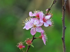Prunus pogonostyla