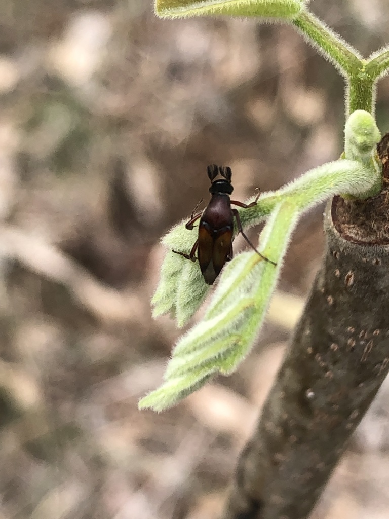 Macrosiagon luteonotata