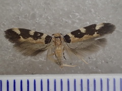 Macrobathra bigerella