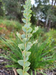 Acacia cultriformis