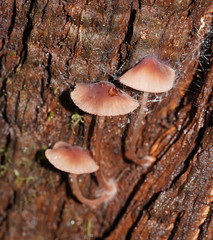 Mycena kuurkacea