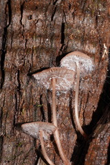 Mycena kuurkacea