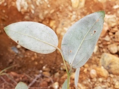 Celtis hypoleuca