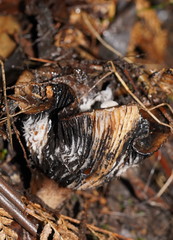 Asterophora mirabilis